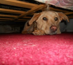 0ce4c74171ebca531240108fc48310c2bda37ed865cf548937pimgpsh_fullsize_distr